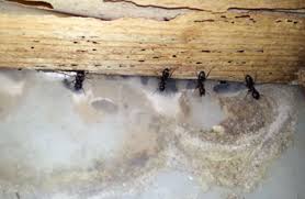 You can also saturate cotton balls and place them around your home where you've seen. Citronella Ants Truly Nolen