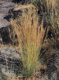 Image result for Hyparrhenia barteri