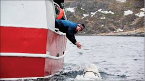 Elanga buala (born 21 may 1964) is a former sprinter from papua new guinea. Norway Finds Russian Spy Whale Off Artic