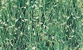 Buffalo Grass Lawns Winter Lawn Care Lawn Care Lawn Irrigation