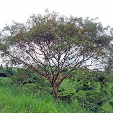 Image result for Prosopis juliflora