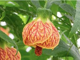 Image result for Abutilon grantii