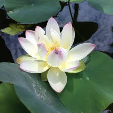 Things to do near botanical building and lily pond. Kbkssqee0psmm