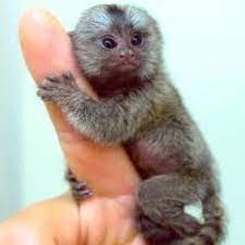 You can't buy one cheaper compared to it. Mini Spidermonkey Marmoset Monkey Weird Animals Monkeys For Sale