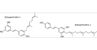Image result for Macaranga schweinfurthii