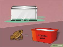 While american toads are the most common, bumble bees and fire bellies are great choices too. How To Create A Terrarium For An American Toad Bufor Americanus