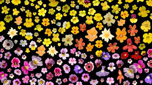 We did not find results for: Meet The Monkeyflower A Weed That May Hold The Key To Zebra Stripes And Other Biological Mysteries Science Aaas