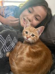 Sterling Park missing cat Cairo, no collar