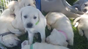 Schau dir angebote von puppy labs auf ebay an. White Full English Labrador Retriever Puppies For Sale In Paw Paw Michigan Classified Americanlisted Com