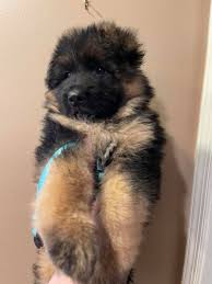 Check spelling or type a new query. Cleveland German Shepherds Home Facebook