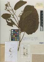 Image result for Carpodiptera africana