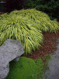 Hakone Grass Aka Golden Japanese Forest Grass Hakonechloa Macra Aureola Japanese Garden Plants Grasses Landscaping Shade Garden Plants