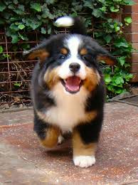 Pin On Bernese Mountain Dogs