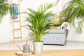 Pflegeleichte palmen fur wohnzimmer wintergarten und garten. Blumen 1000 Gute Grunde