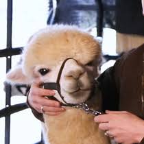 Submitted 3 years ago by the_silentllama. Immunization Of Alpacas Lama Pacos With Protein Antigens And Production Of Antigen Specific Single Domain Antibodies Protocol