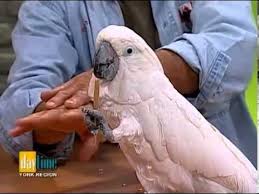 Things You Must Know About Parrots - Jesse James Bird Whisperer At Daytime York Region Tv Show Bird Whisperer - Dayti Animated Animals Talking Dog Dog Pin