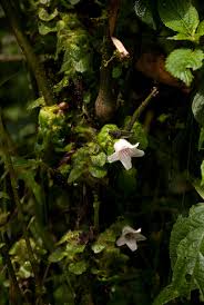 Image result for Acanthopale confertiflora