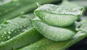 Aloe Vera Nin Cilde Faydalari Neler Aloe Vera Bitkisi Neye Iyi Gelir Sanal Basin