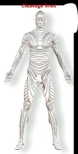 Ppt - Chapter 5 Integumentary System Powerpoint Presentation, Free Download  - Id:5078889