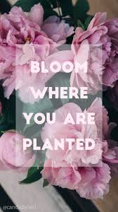 Bloom Where You Are Planted Pink Flowers Quote For Wallpaper On Desktop Iphone Android Bloom Where You Are Planted Flower Quotes Lockscreen Iphone Quotes