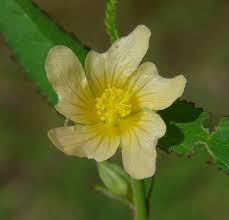 Image result for Sida spinosa