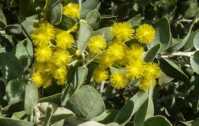Image result for Acacia podalyriifolia