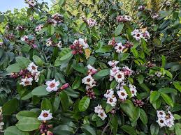 Image result for Strophanthus bequaertii