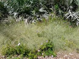 Image result for Eragrostis patens