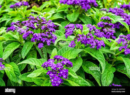 Image result for Heliotropium lineare