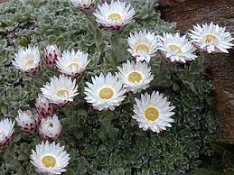 Image result for Helichrysum pawekiae