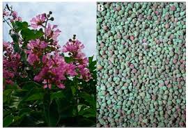 Image result for Ixora brachypoda