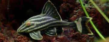 Fungus on trees is one of life's necessities, and the more you know lowers the risk of personal injury considerably. Royal Pleco Panaque Nigrolineatus Species Profile Aquariumdomain Com