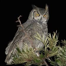 Chouette Et Hiboux Horned Owl Owl Great Horned Owl