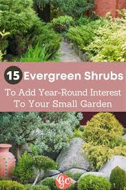 For evergreen shrubs adaptable to 6000 feet or less in colorado, see table 1 for narrowleaved evergreens, and table 2 for broadleaved evergreens. 15 Dwarf Evergreen Shrubs For Small Gardens Landscapes