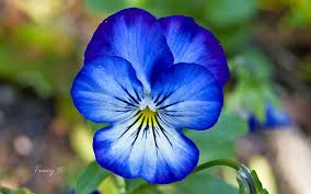 Pin By Summer Moon On Tattoos Piercings Etc Pansies Flowers Pansies Amazing Flowers