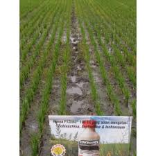 Dapatkan produk herbisida dari smagro yang terbukti ampuh untuk menyelamatkan tanaman pertanian dari gangguan gulma. Herbisida Pyzero 100ec 100 Ml Shopee Indonesia