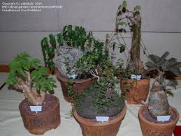 Cactus meeting succulent plants, plant festival,cactus club, succulents, garden, plants, encino, los angeles, plant show, plant sale, african, drought tolerant, caudiciforms, drought tolerant festival. Cacti And Succulents Intercity Cactus And Succulent Show Los Angeles 1 By Palmbob