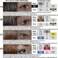 human hair color genetics chart google search forensic