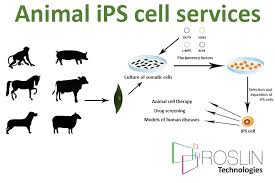 Plant and animal cells have several differences and similarities. Roslin Technologies Ltd On Twitter Roslin Technologies Animal Cells Unit Offers Bespoke Services To Those Interested In Induced Pluripotent Stem Cells From Animals This Includes Primary Tissue Procurement Ips Cell Derivation Banking