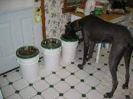 Desperate for dog training information that actually works? Great Dane Rescue In Ohio Harlequin Haven Great Dane Rescue Canine Care Elevated Feeders On A Budget Great Dane Great Dane Rescue Great Dane Kennels