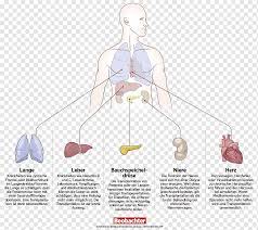 Transplante De Orgaos Doacao De Orgaos Donorcodicil Suica Transplante De Orgaos Angulo Mao Humano Png Pngwing