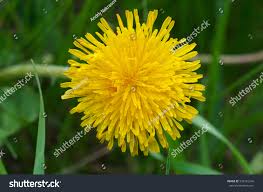 Image result for Taraxacum sp.