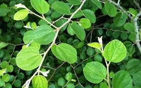 Pernah dilaporkan bahwa buah bidara juga direbus dan menghasilkan sirop. Mengobati Kesurupan Dengan Daun Bidara Konsultasi Agama Dan Tanya Jawab Pendidikan Islam