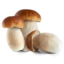 1 pound = 16 ounces. Fresh Porcini Mushrooms 1 Pound Alma Gourmet