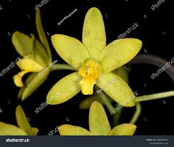 Image result for Ansellia africana