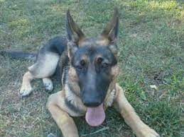 Parents on premises to meet. We Have A Gsd Male 7 Months Old How Much Exercise