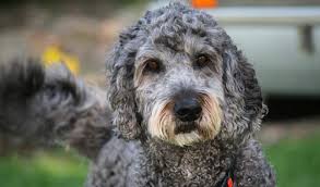 Labradoodles are considered a good choice for people with canine dander allergies. Labradoodle Breed Information