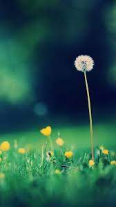 Nature Wallpaper Nature Wallpaper Hd Nature Wallpaper Mobile Nature Wallpaper Android Nature Wallpaper Samsung Galaxy Nature W Dandelion Flowers Depth Of Field