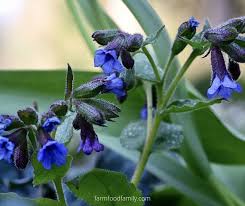 Maybe you would like to learn more about one of these? 50 Types Of Blue Flowers With Names Meaning And Pictures