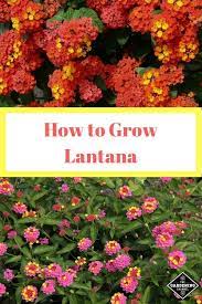 How To Grow Lantana Gardening Channel Home Vegetable Garden Lantana Plant Lantana